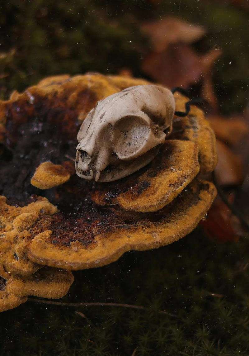 AFT1 Cat Skull Offering 4 AFT1 Cat Skull Offering - Image 2