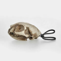 AFT1 Cat Skull Offering 12 AFT1 Cat Skull Offering -Cheap Disturbia Shop AM66 Cat Skull Offering 02 800x