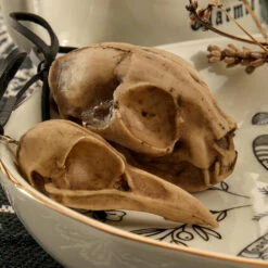 AFT1 Cat Skull Offering 15 AFT1 Cat Skull Offering -Cheap Disturbia Shop a skulls 99dacd58 3367 49f9 80a9 5736b3cb3ba1 800x